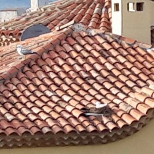 doves on red tile roof