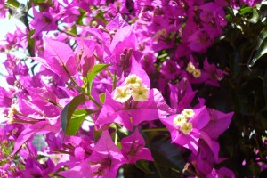 The bougainvillea is in its shocking splendor at the moment.