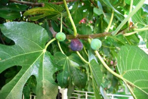 Fig trees continue to populate the Cap d’Antibes – like this one in our garden.
